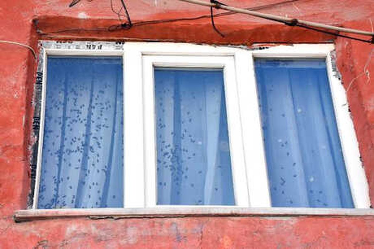 Mahallede Arı Paniği