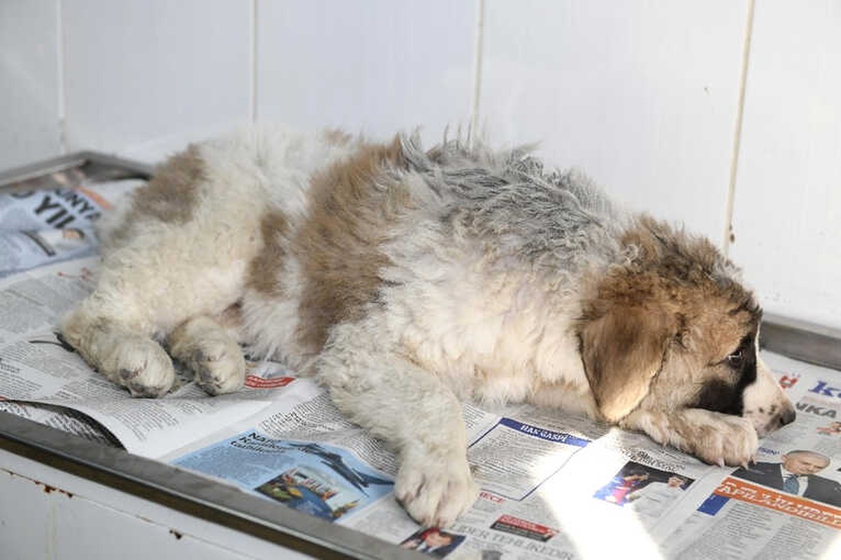 Genç Kız Otomobil Çarpan Köpeğin Tedavisi İçin Zamanla Yarıştı