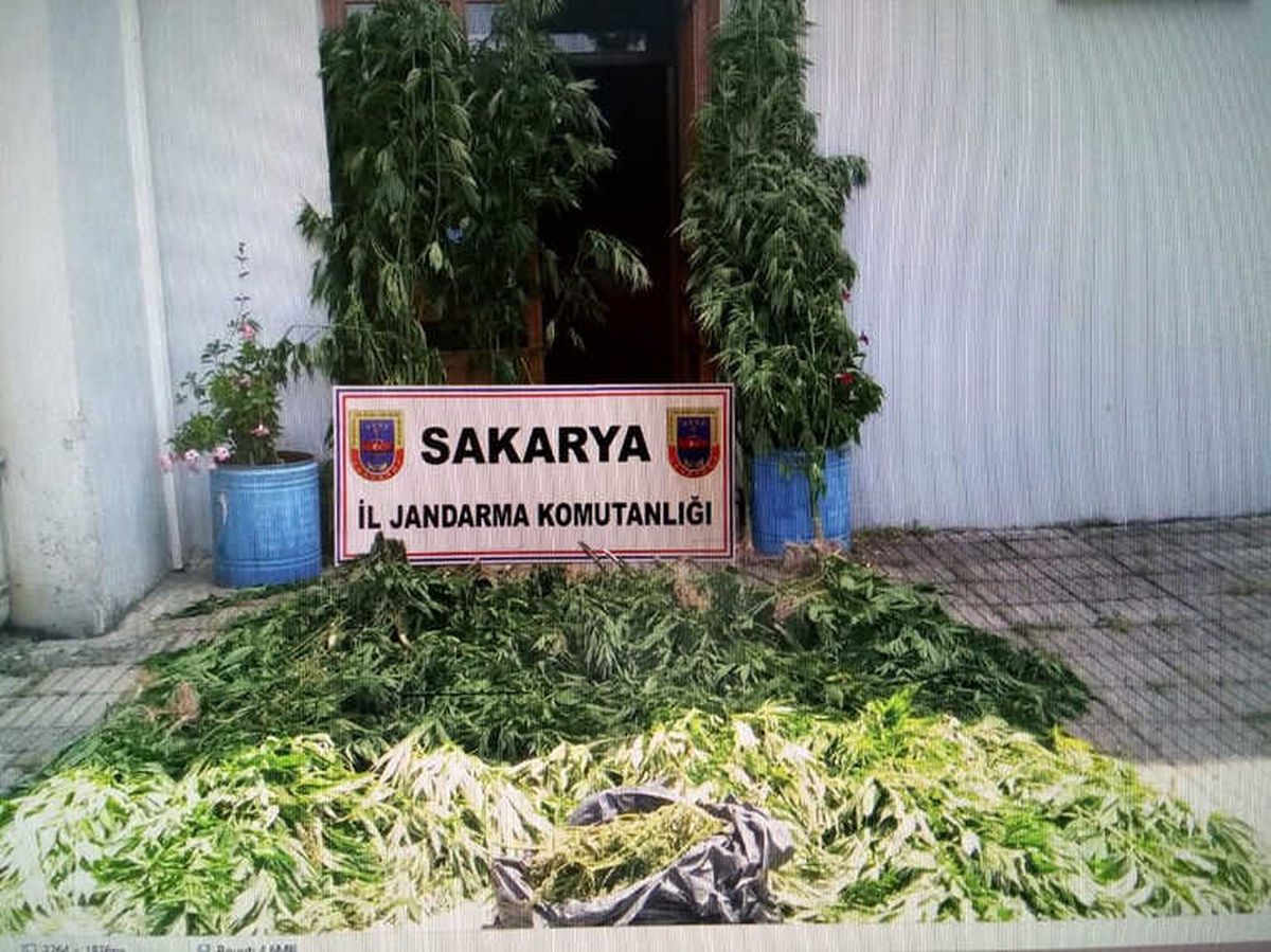 Sakarya\'da Bin 117 Kök Kenevir Bitkisi Ele Geçirildi