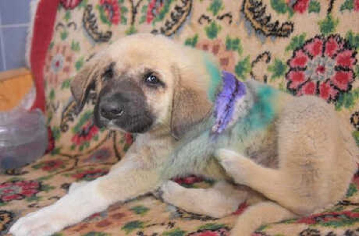 Sırtından Bıçaklanan Yavru Köpek Tedavi Edildi (2)