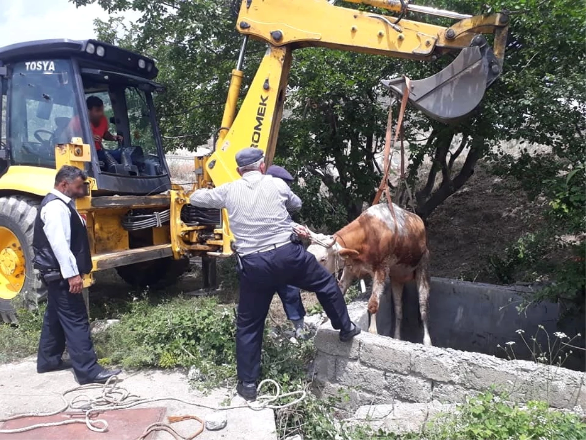 Su Kuyusuna Düşen İki İnek Kurtarıldı