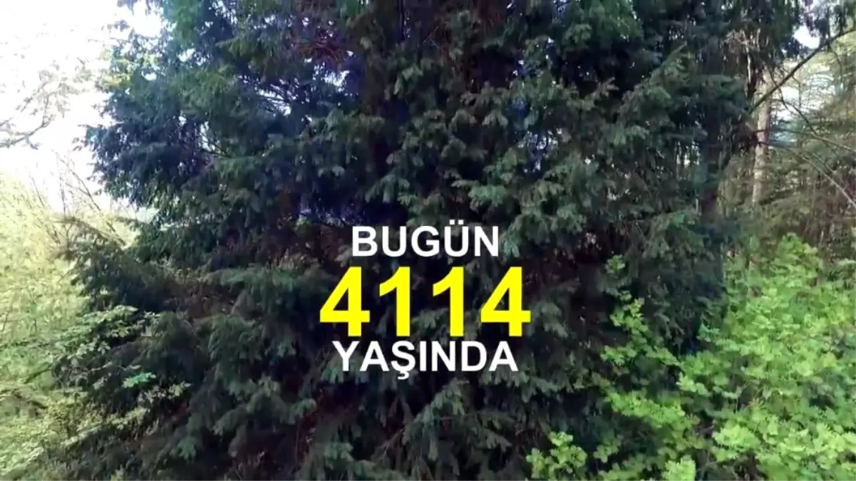 Tam 4 Bin 114 Yaşında !