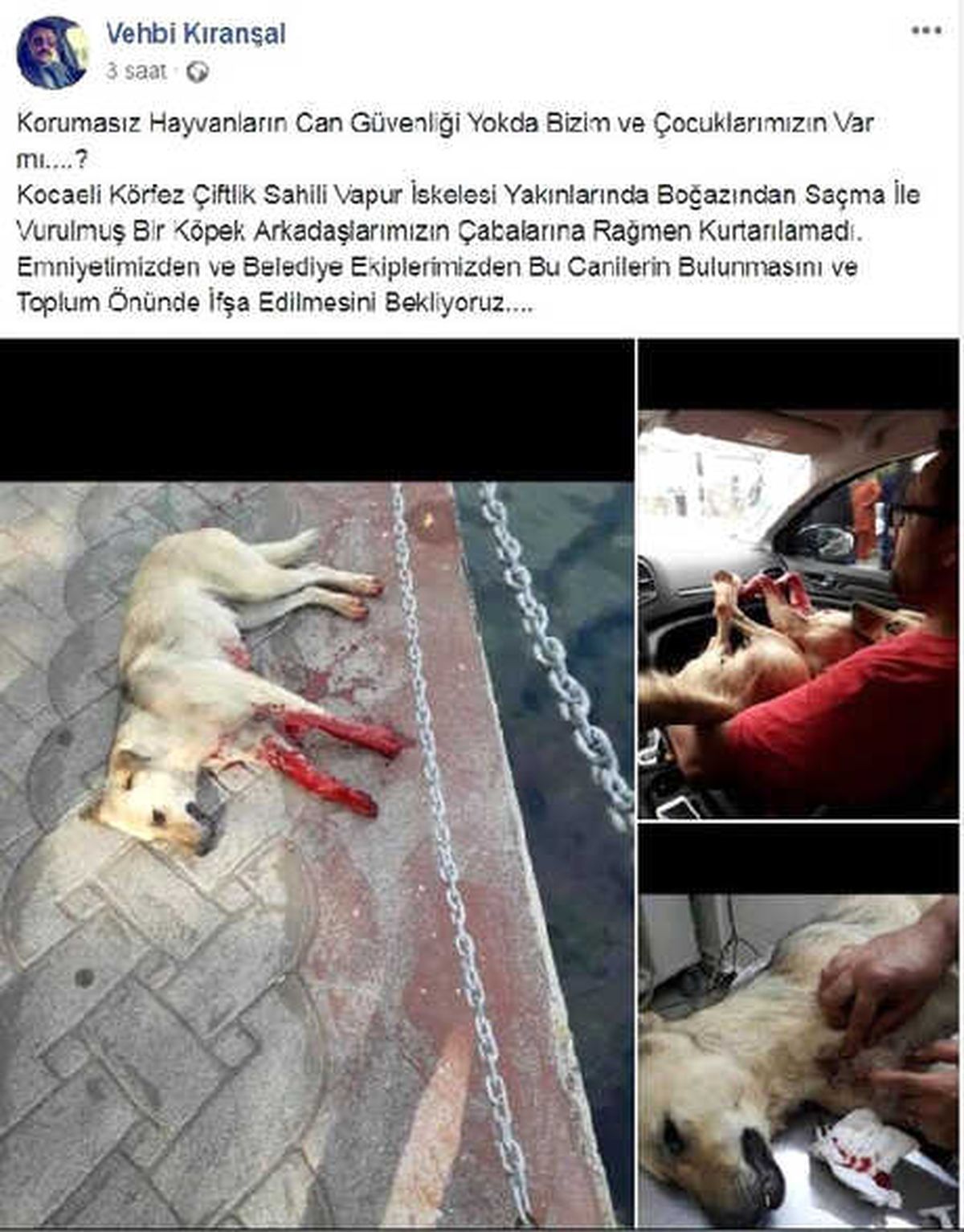 Tüfekle Vurulan Köpek Öldü