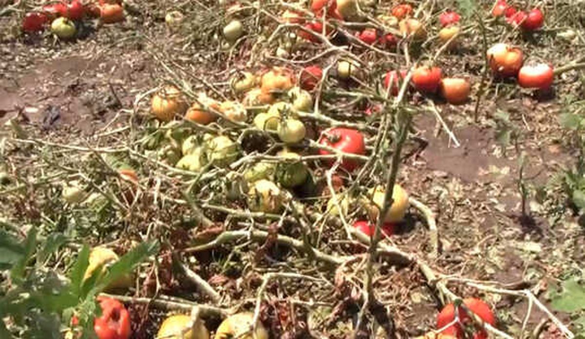 Tzob: Doğal Afet Yaşayan Çiftçinin Borçları Ertelenmeli