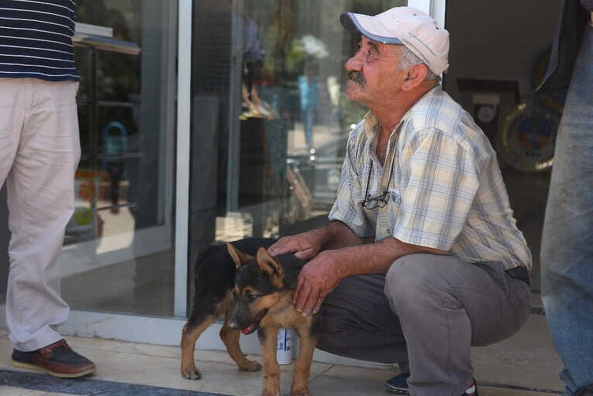 Yaralı Köpek İçin Seferber Oldular