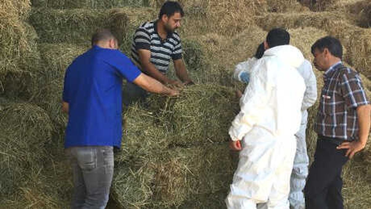 4 Günde 55 Hayvanı Öldü