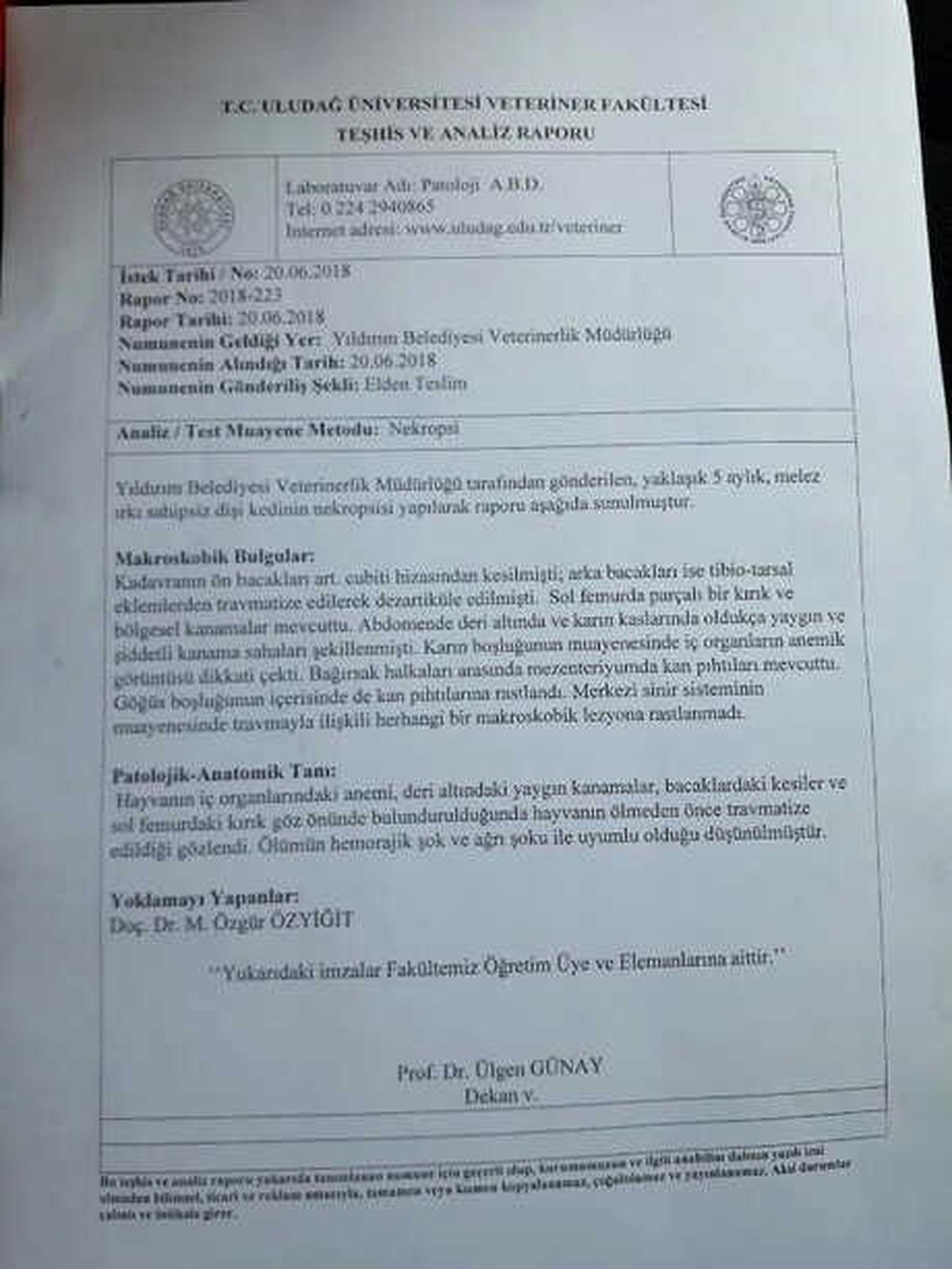 Bursa\'da 4 Ayağı Kesilmiş Yavru Kedi Ölüsü Bulundu (2)