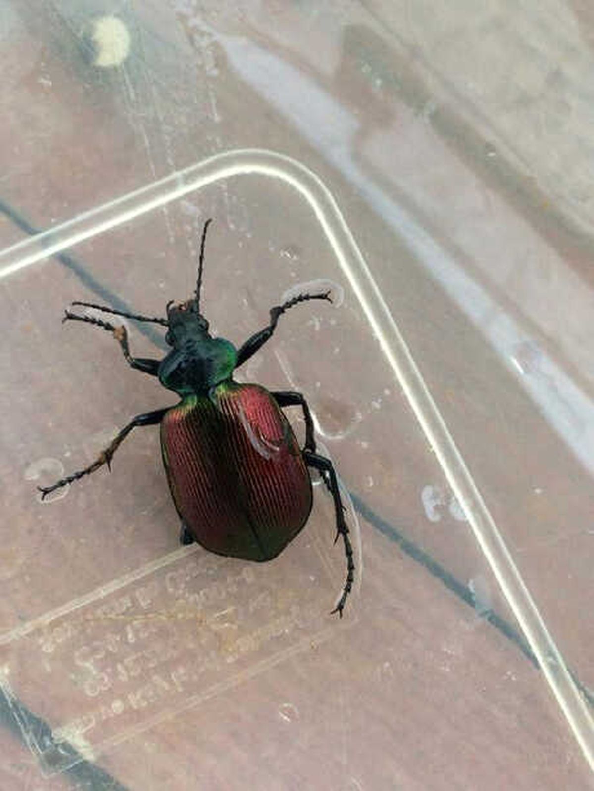 Çam Ormanlarına 40 Bin Terminatör Böcek Salındı