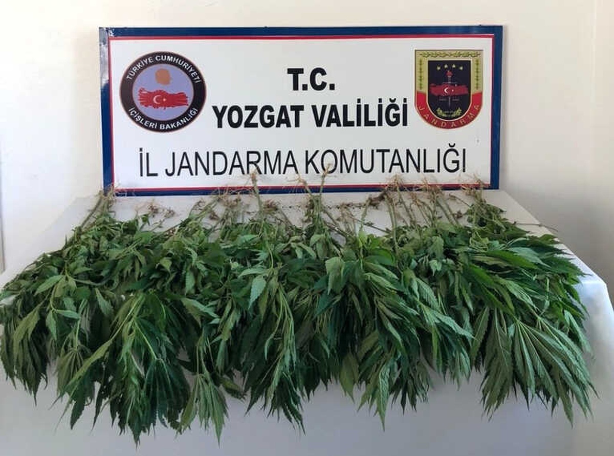 Jandarma Ekipleri 71 Kök Hint Keneviri Ele Geçirdi
