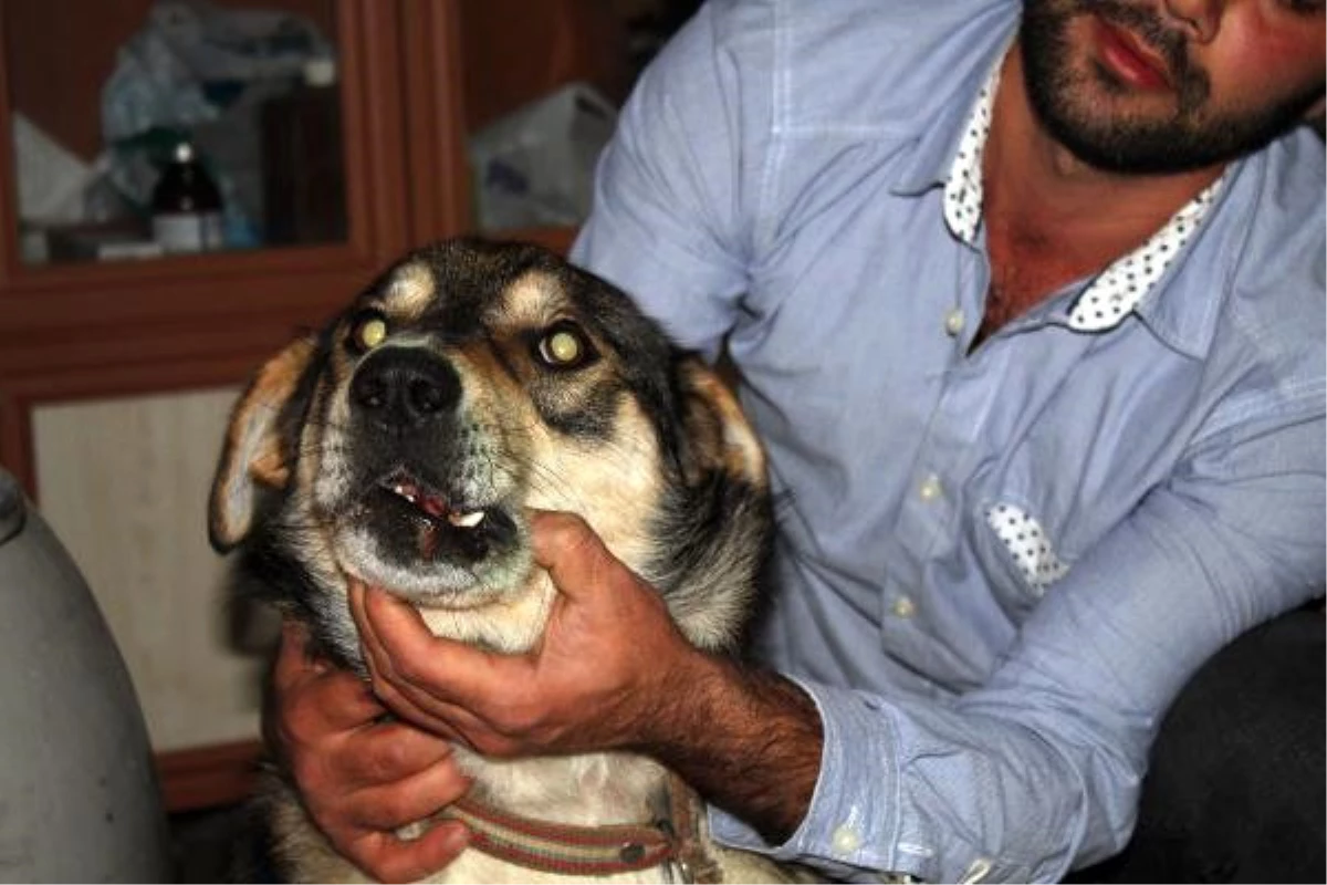 Karaman\'da İki Köpeğe Şiddet İddiası
