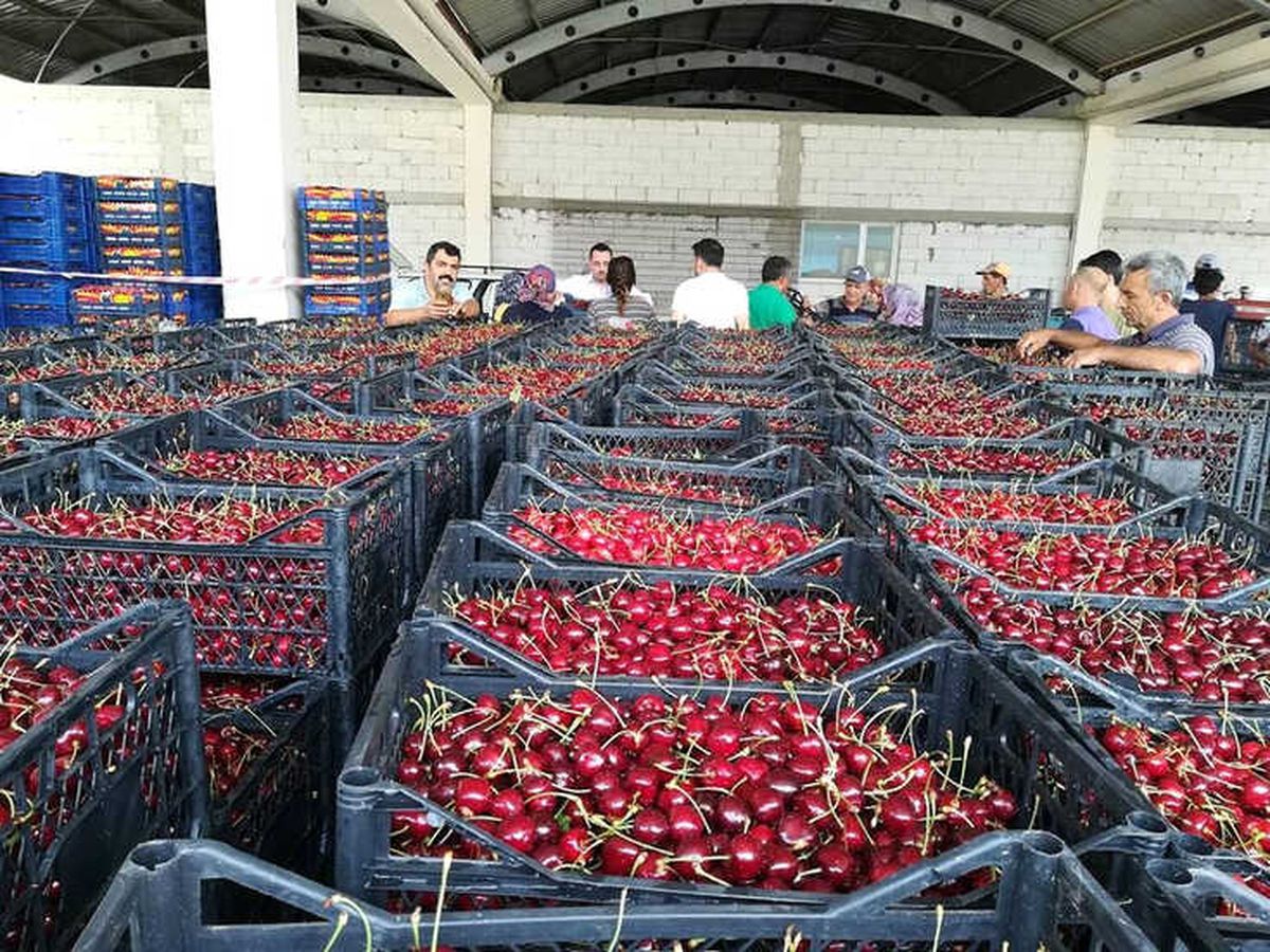 Kayaışık Kirazında Son Hasat