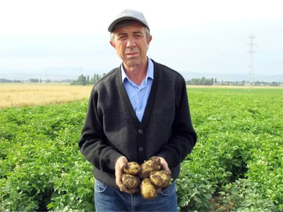 Maliyet Artıp, Ekim Alanı Azalınca, Patates Fiyatı Tavan Yaptı