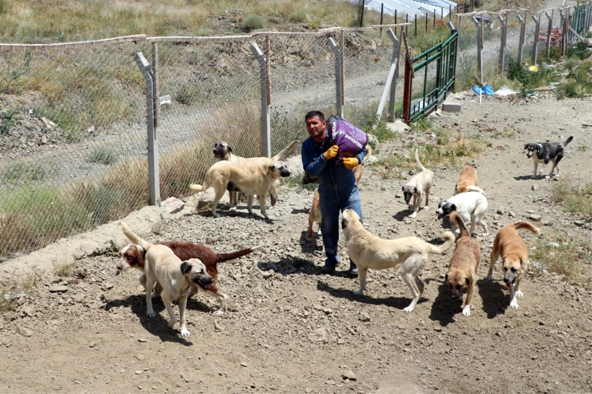 Ömrünü Sokak Köpeklerine Adadı