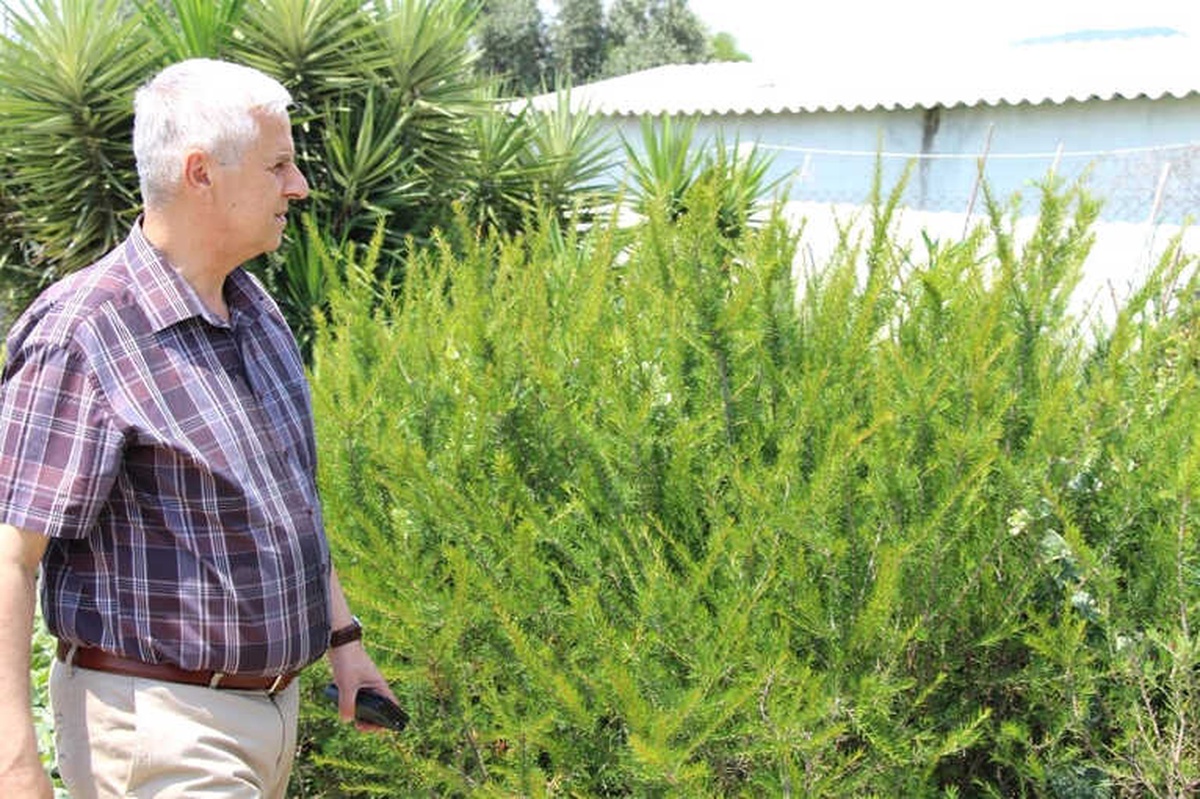 Söke Belediyesi Kendi Üretimi Çiçekleriyle Kenti Renklendiriyor