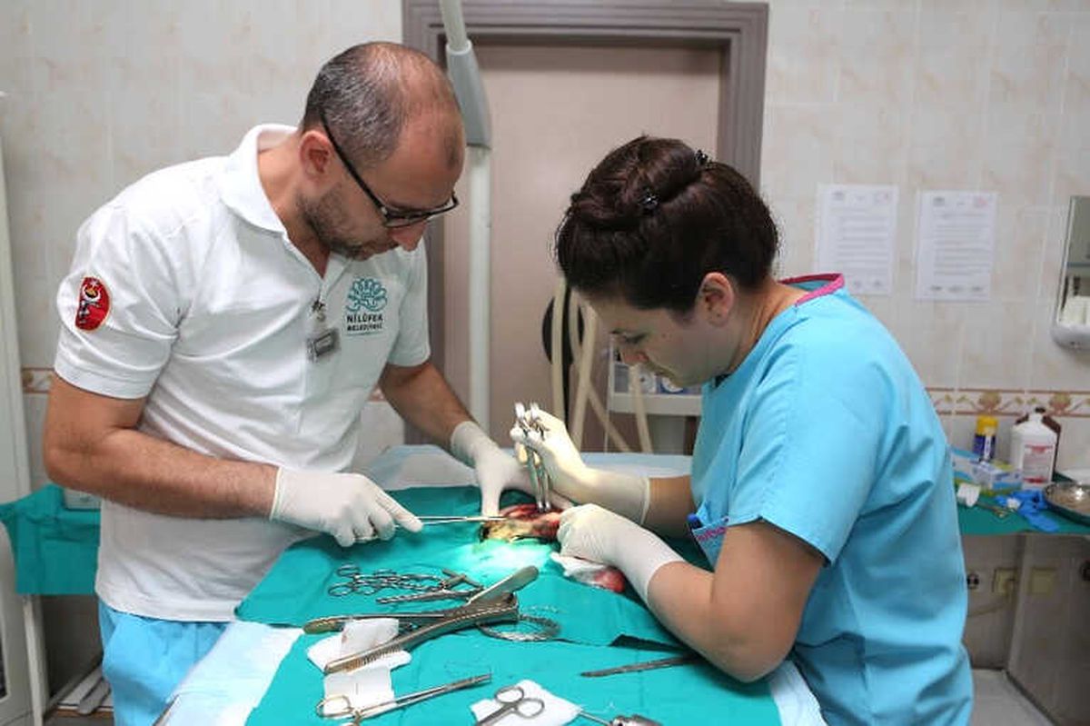 Bacağı Kırılan Kediler Sağlığına Kavuşacak
