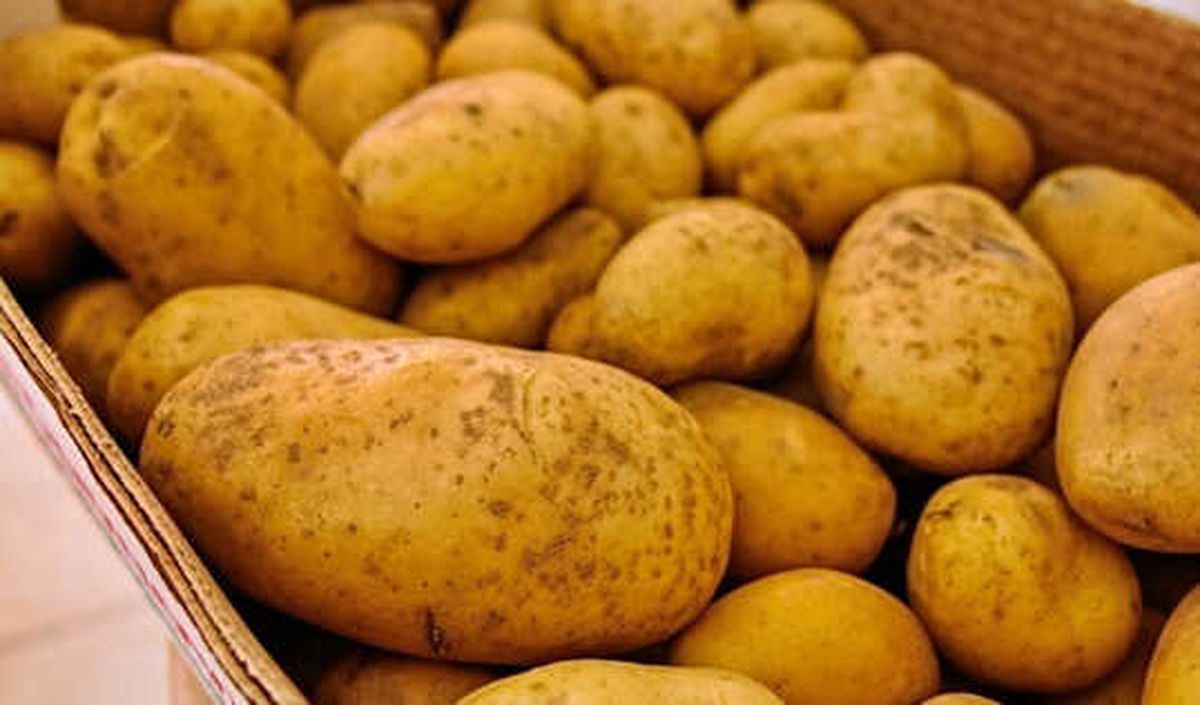 Başbakan: Patates Fiyatındaki Artışın Nedeni Spekülasyon