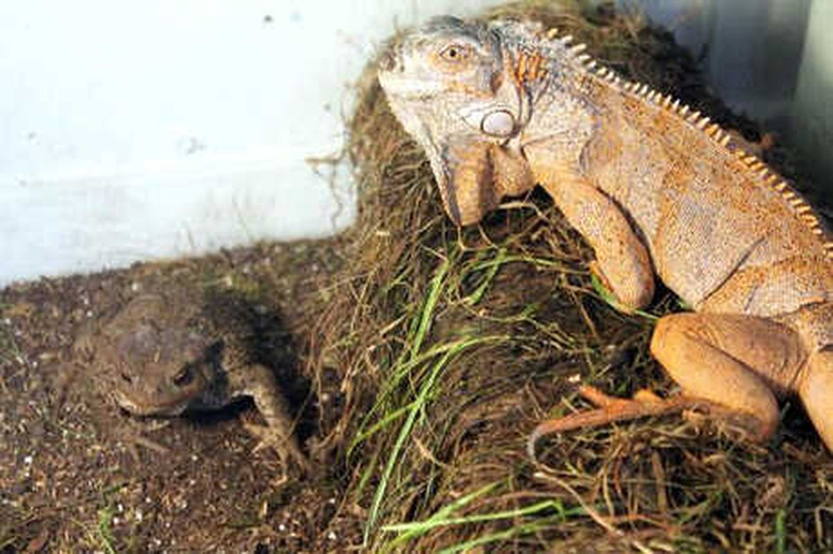 İguana ve Kurbağayı Aynı Kafeste Besliyor