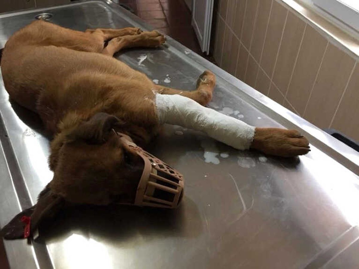 Kazada Yaralanan Köpeğe Müdahale Edildi