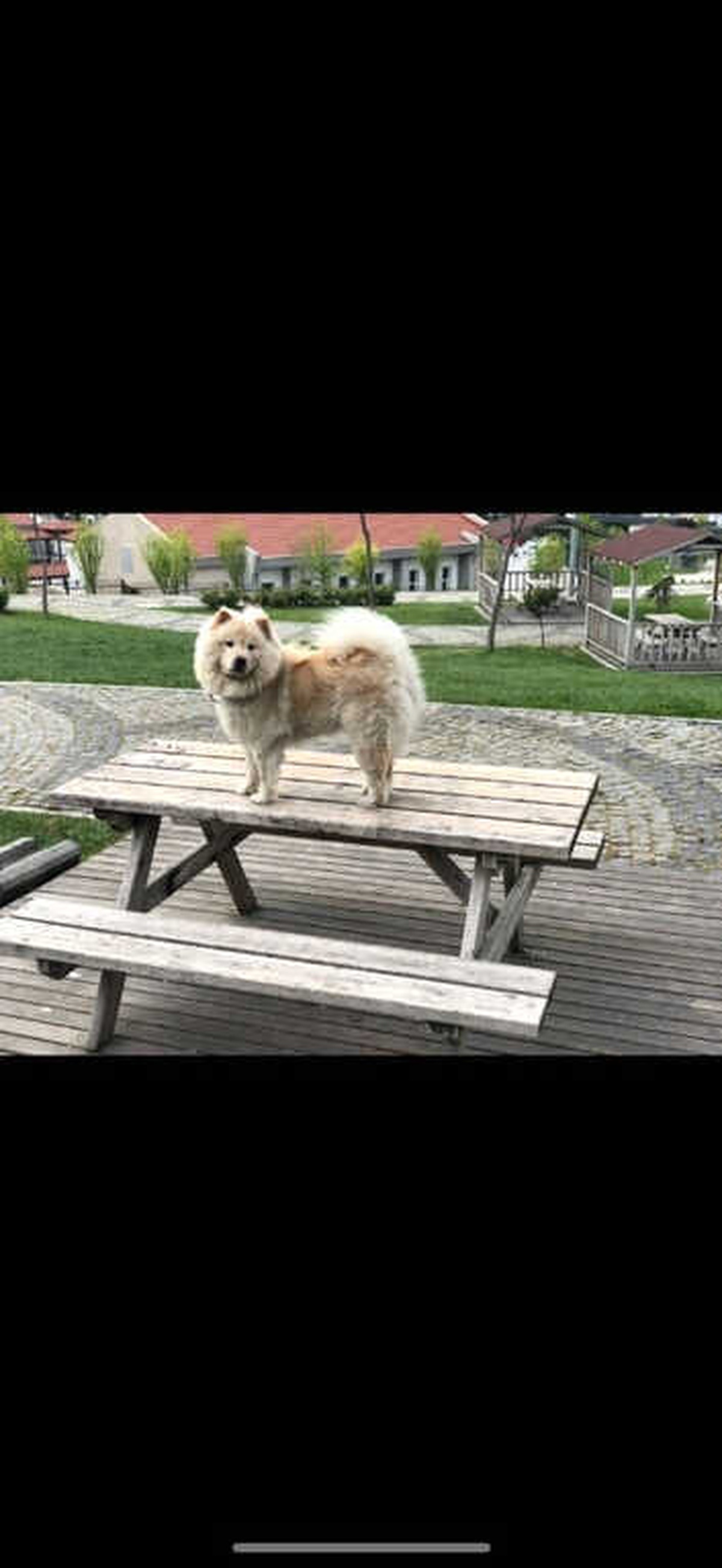 Kazadan Sonra Kaybolan Köpekleri Bulana Büyük Ödül