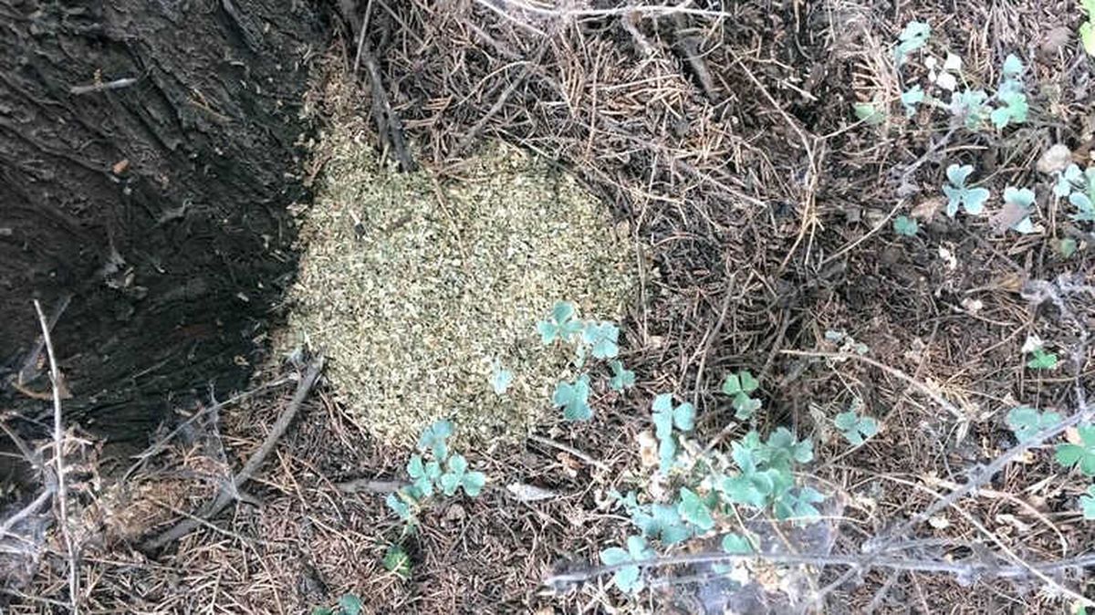 Ormanlık Alanda Uyuşturucu Ticaretine 2 Gözaltı