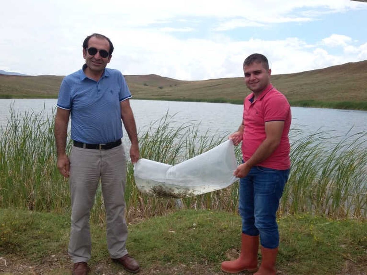 Sungurlu\'da Gölete 10 Bin Sazan Yavrusu Bırakıldı