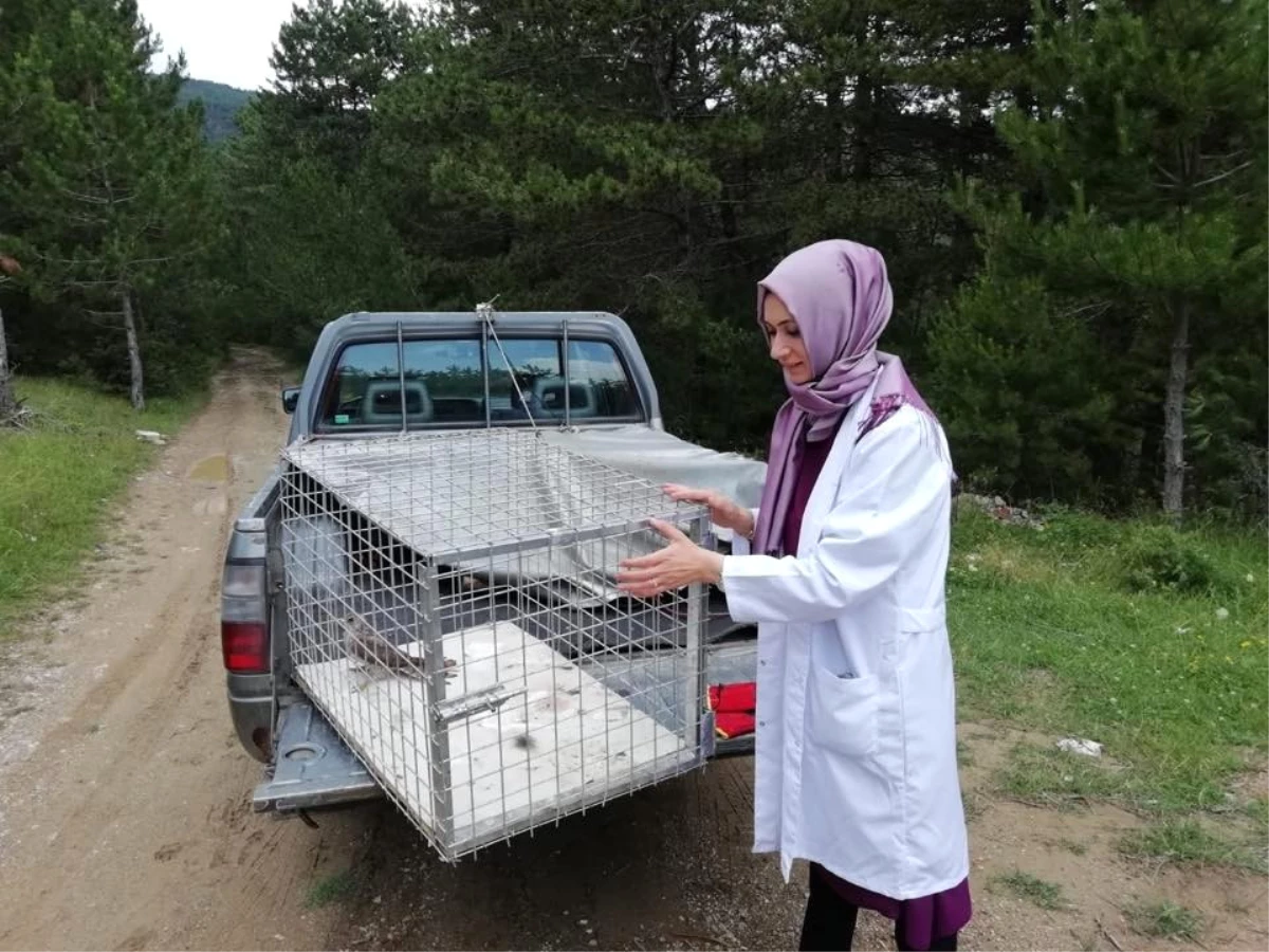 Tedavi Edilen Atmaca Doğaya Salındı