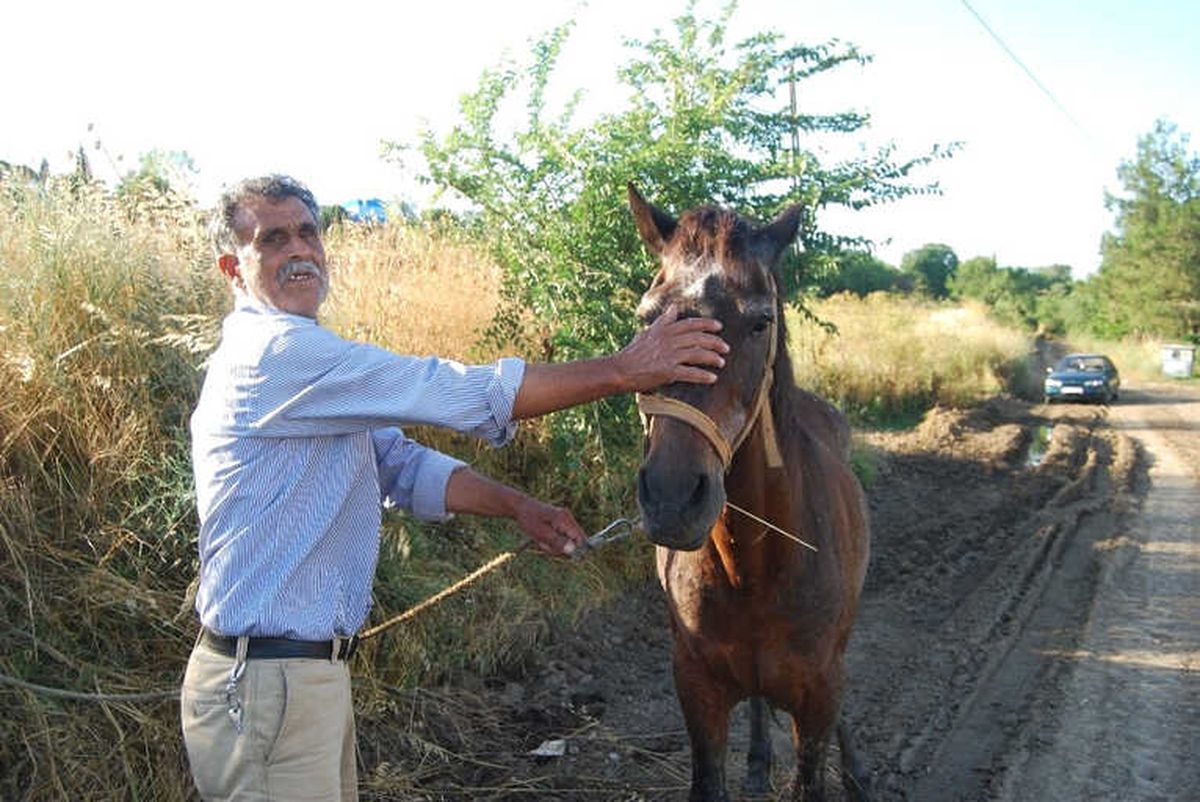 Tekirdağ\'da Çamura Saplanan Atı İtfaiye Kurtardı