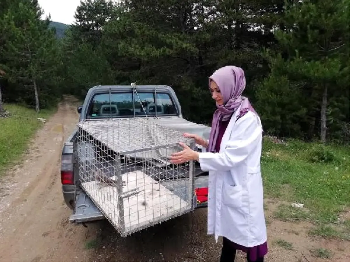 Yaralı Atmaca Tedavi Edilip Doğaya Salındı