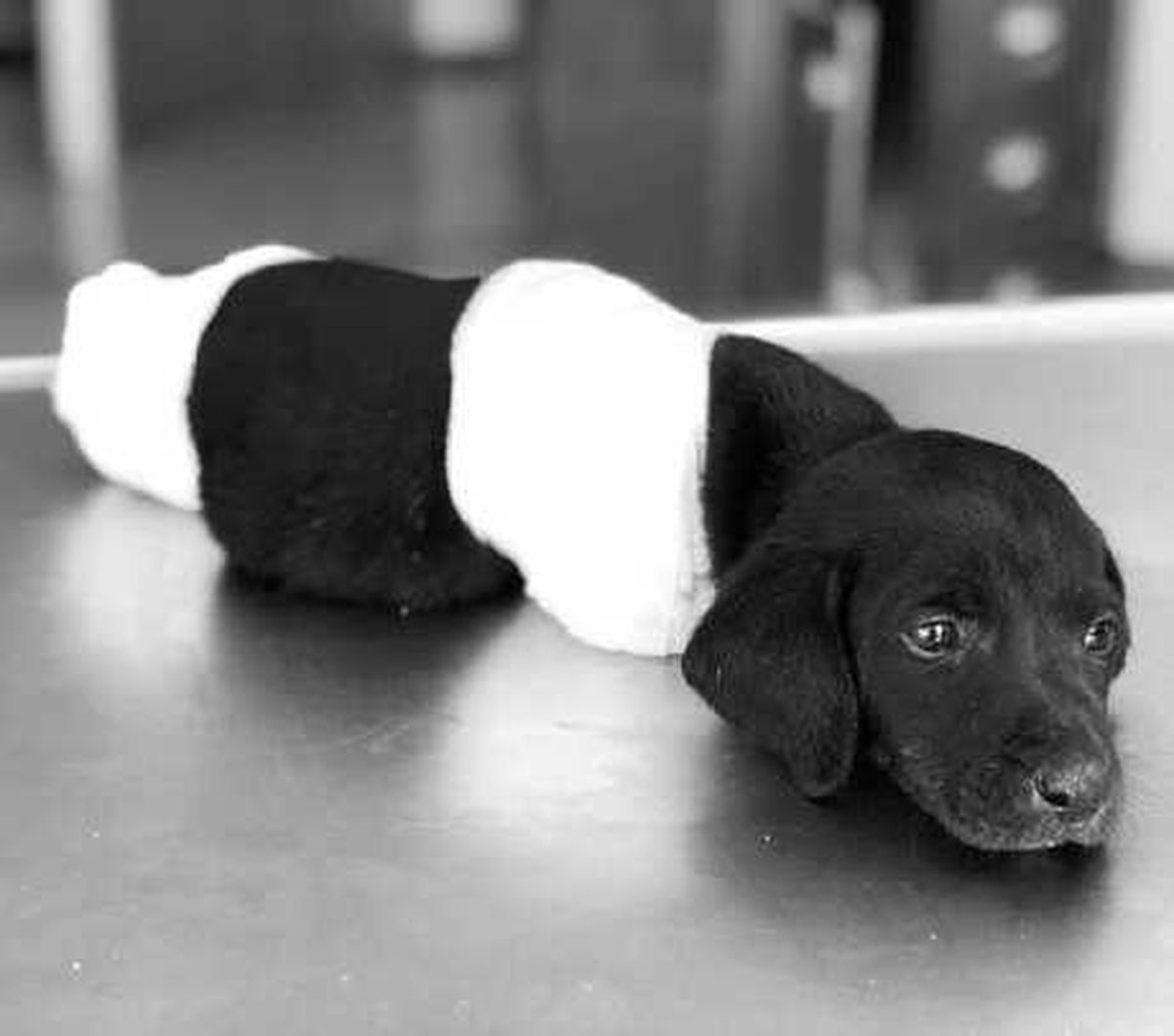 Yavru Köpeğin Ölümünde Greyder Operatörü Kuvvetli \'Kasıt\' Şüphesi ile Tutuklanmış
