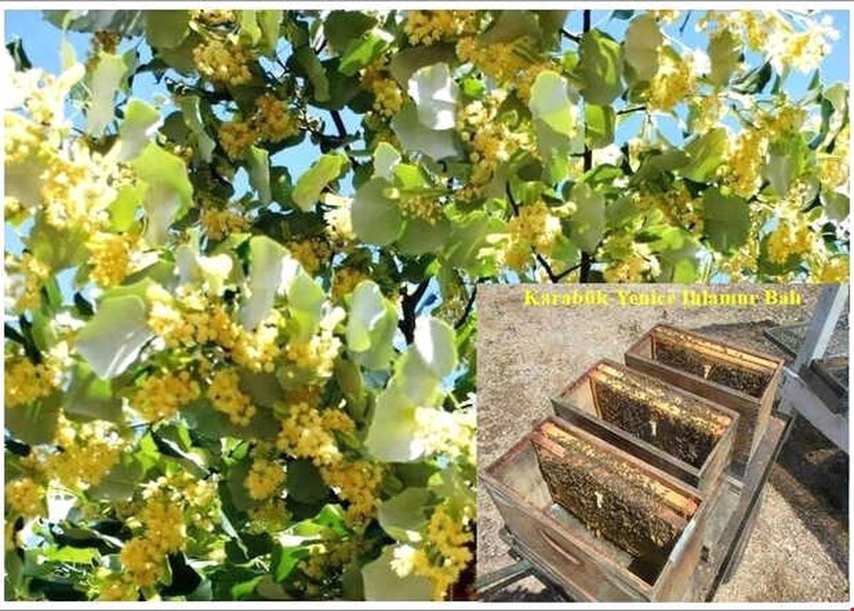 Yenice\'de Ihlamur Balı Çalışmaları