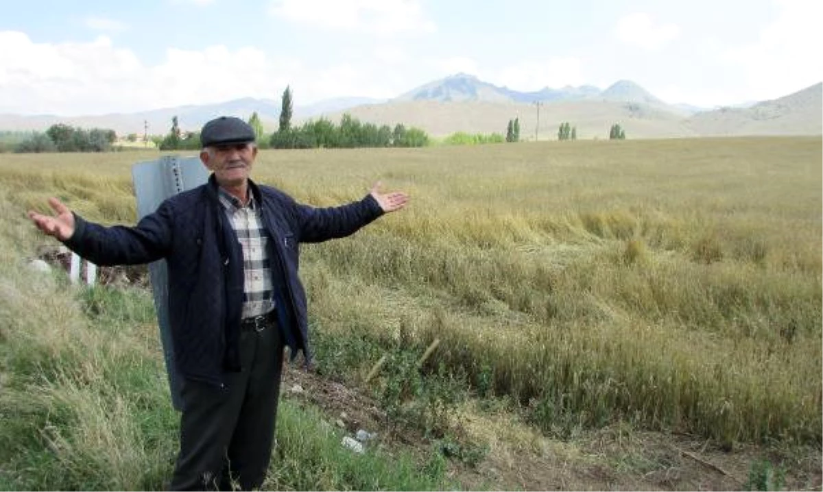 Afyonkarahisar\'da Dolu ve Yağmur Patates Tarlalarına Zarar Verdi