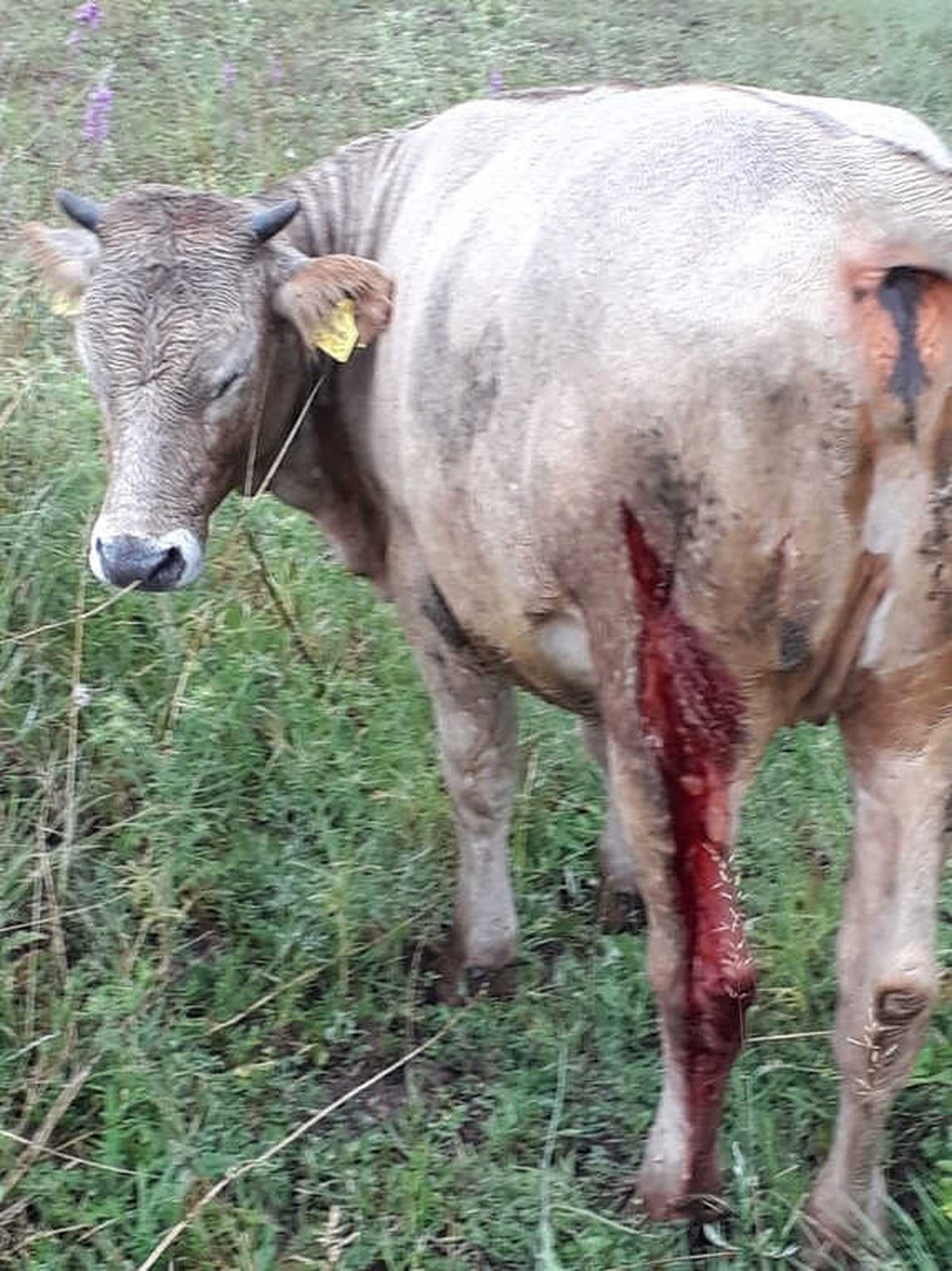 Arazide Otlayan Büyükbaş Hayvanlara Ayı Saldırdı