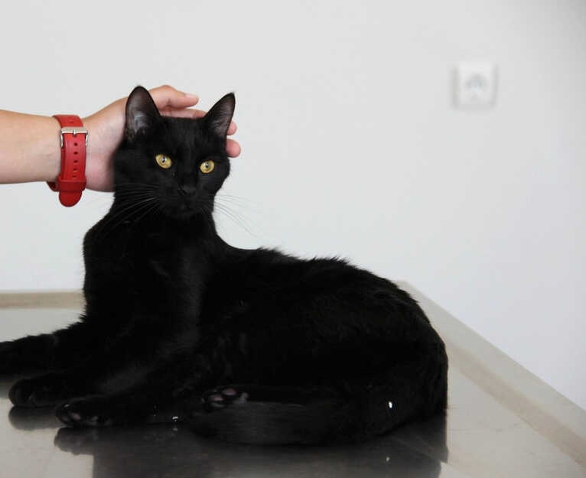 Balkondan Düşen Yaramaz Kedi \'Gece\' Ameliyat Edildi