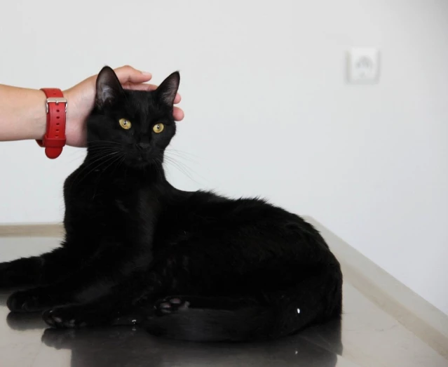 Balkondan Düşen Yaramaz Kedi ’Gece’ Ameliyat Edildi Son Dakika