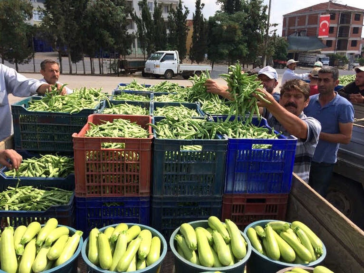 Boyalıca Fasulyesine Büyük Rağbet