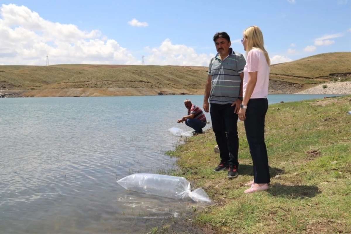 Kırıkkale Göletlerine 36 Bin Pullu Sazan Bırakıldı