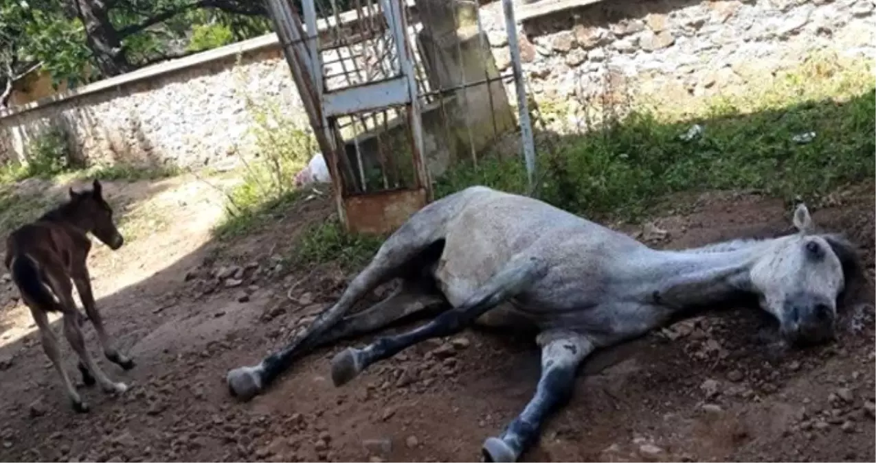 Merak Edilen Soru Yanıt Buldu! Adalar\'da Faytona Koşulan Atların Ömrü 2 Yılmış