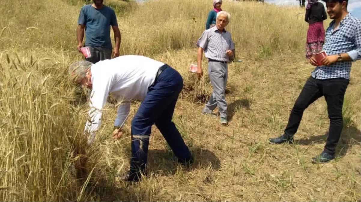 Milletvekili Adayı Orakla Buğday Biçti