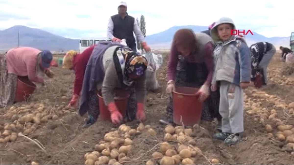 Niğde \'Adana\'da Ekim Yapılmadı\' Patatesin Fiyatı Arttı