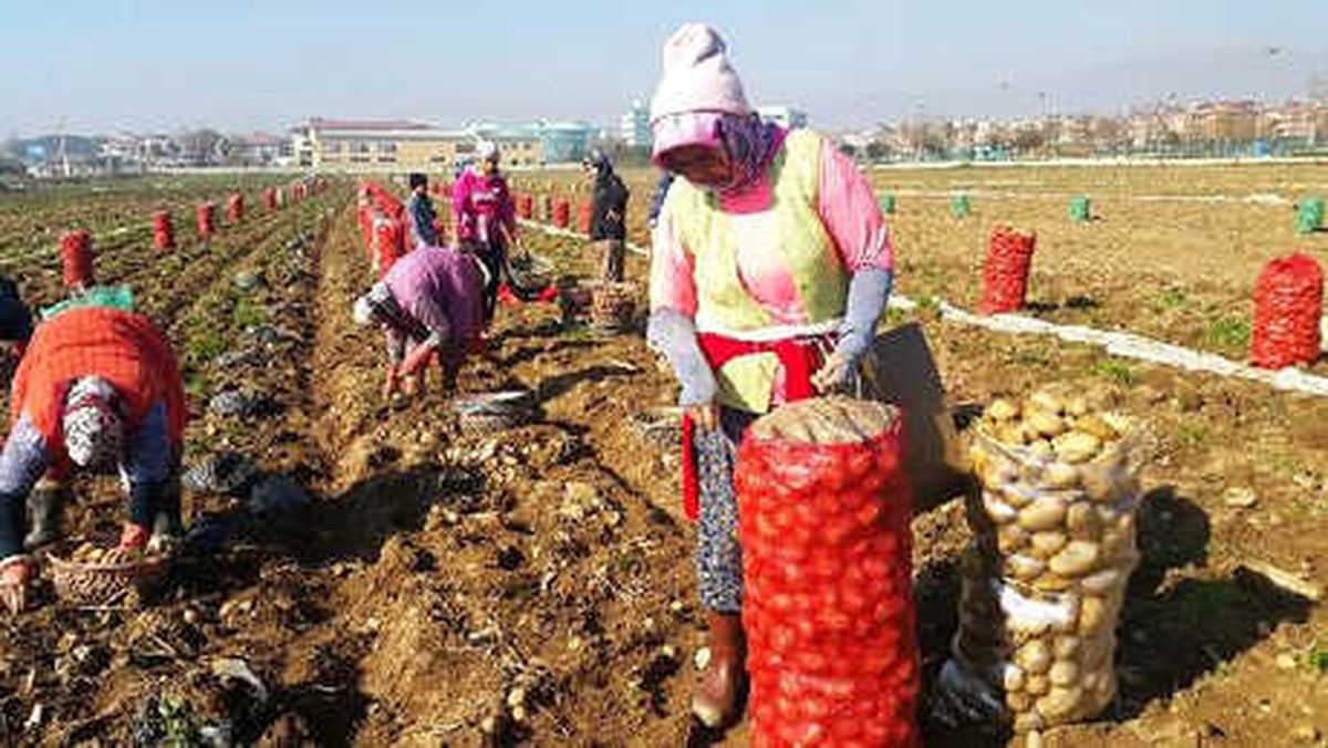 Ödemişli Patates Üreticisi, Fiyat Artışını Üretim Azlığına Bağladı