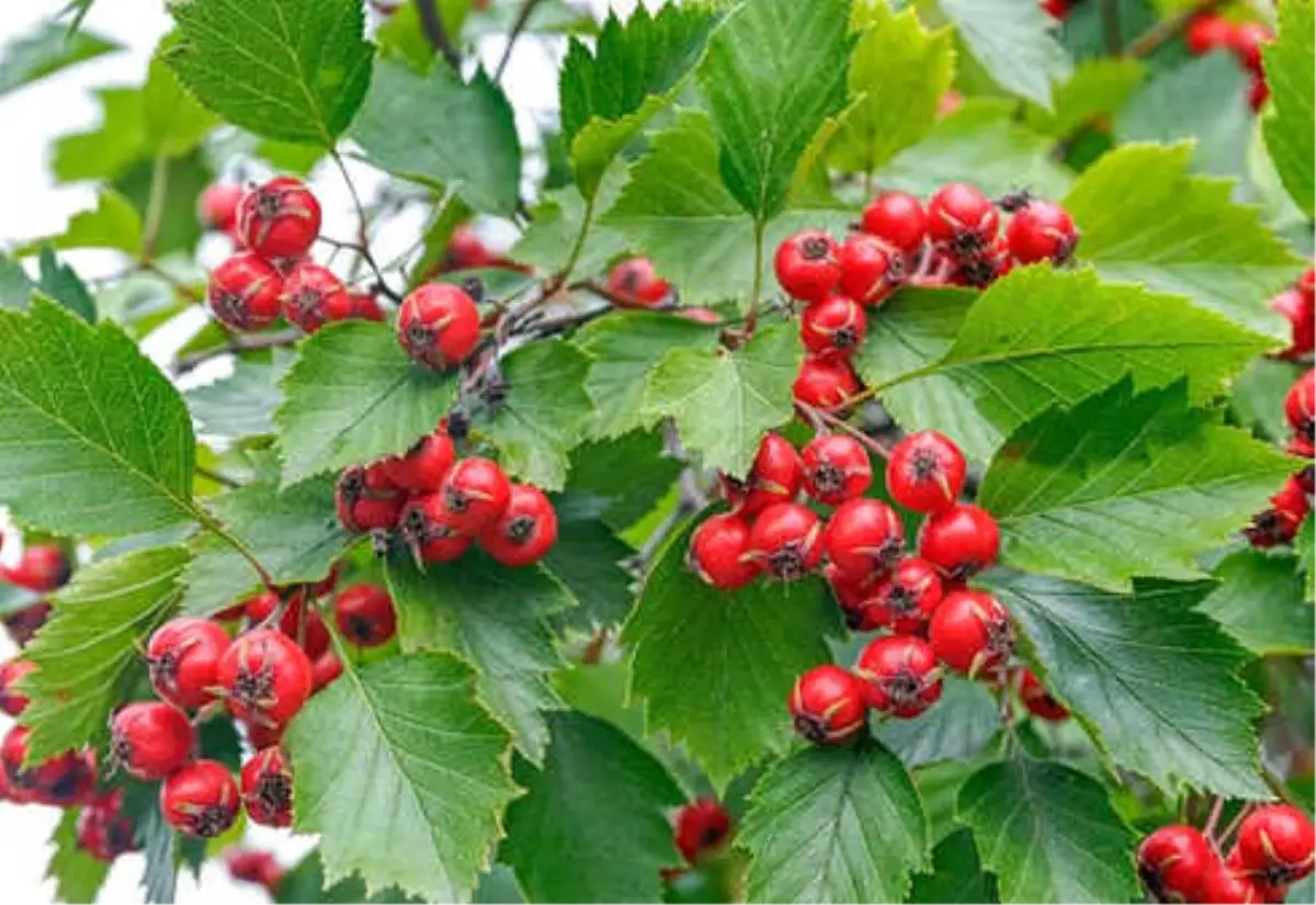 İdrar Söktürücü Bitkiler