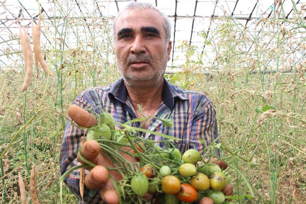 Antalya\'da Domates Fiyatları Yüzde 400 Arttı