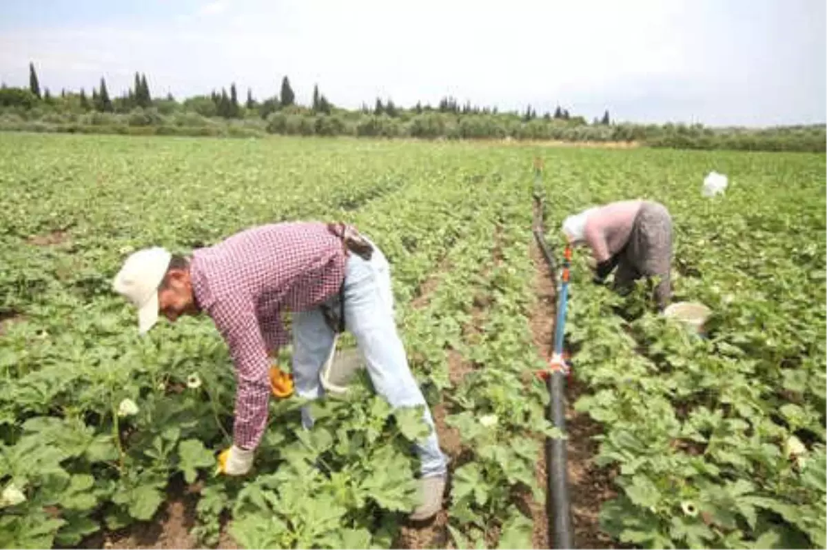 Bamya Çiftçide 3, Tezgahta 15 Lira