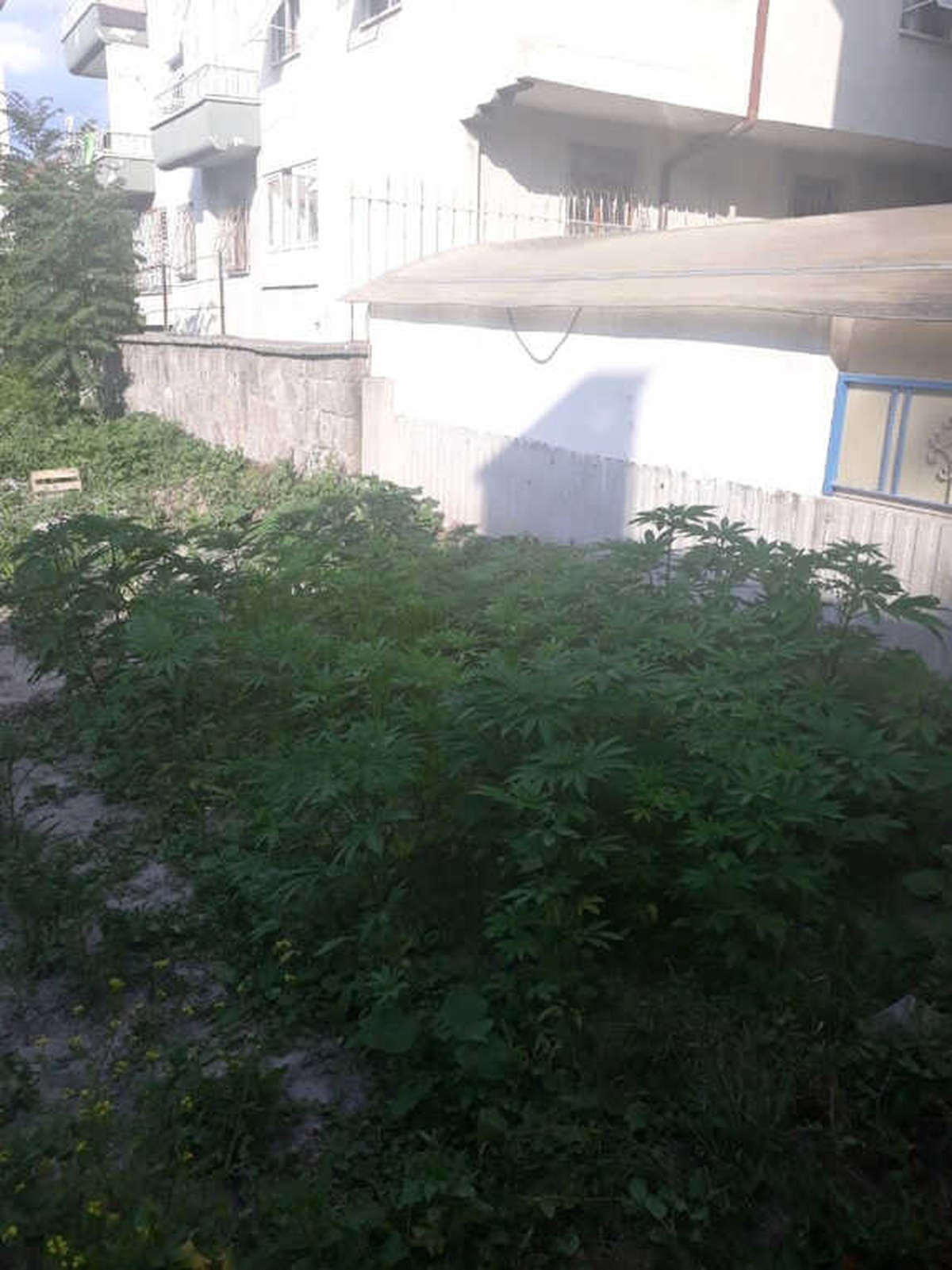 Hint Keneviri Eken Afgan Gözaltına Alındı