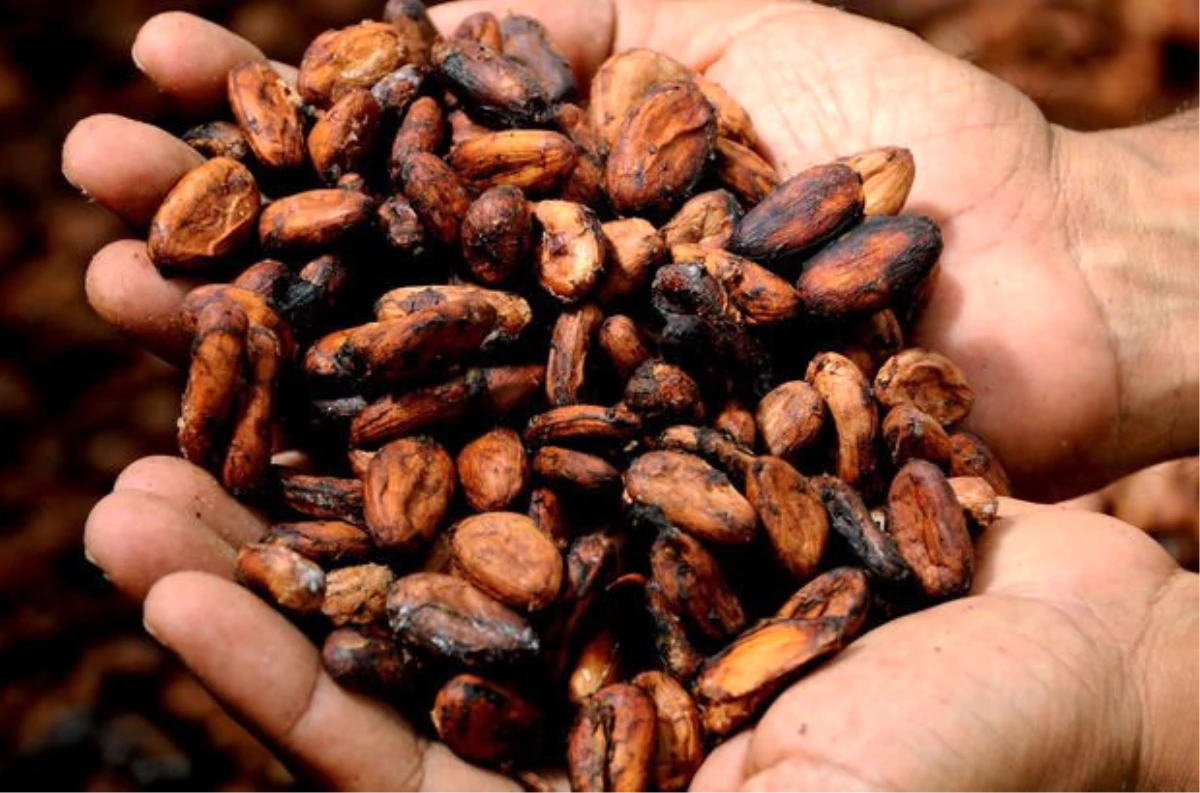 Kakao Fiyatları, Altını Geride Bıraktı