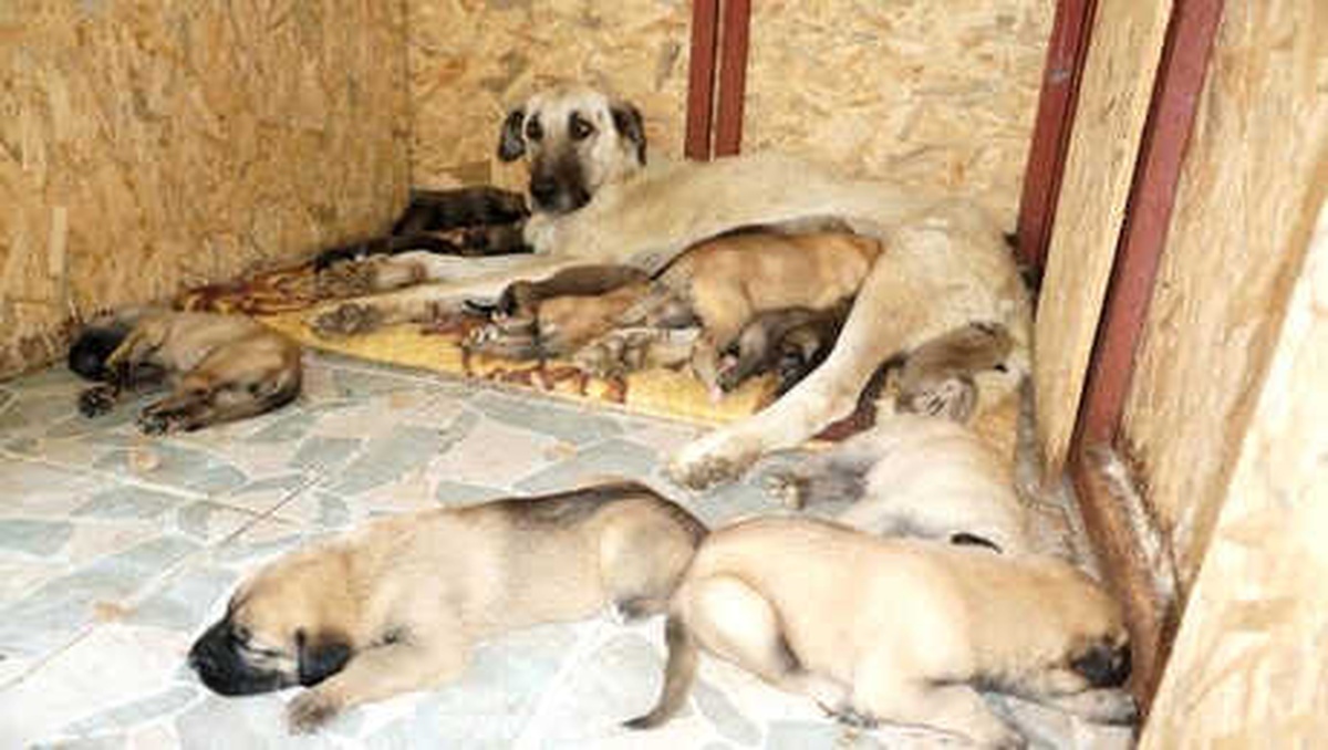 Sokak Köpeği \'Leydi\', 15 Yavruya Annelik Yapıyor