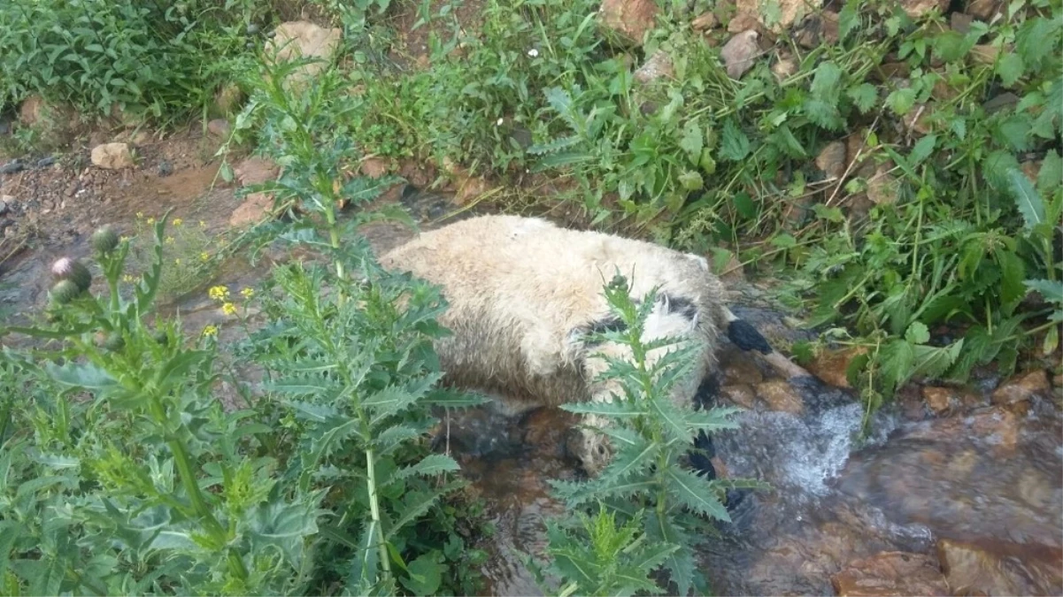 Sürüden Ayrılan Koyunlara Kurtlar Saldırdı, 40\'ı Telef Oldu