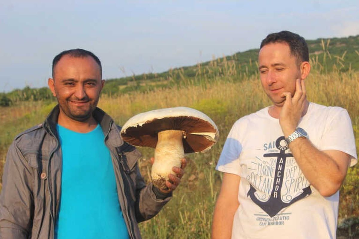 Taş Zannettiği, Dev Mantar Çıktı