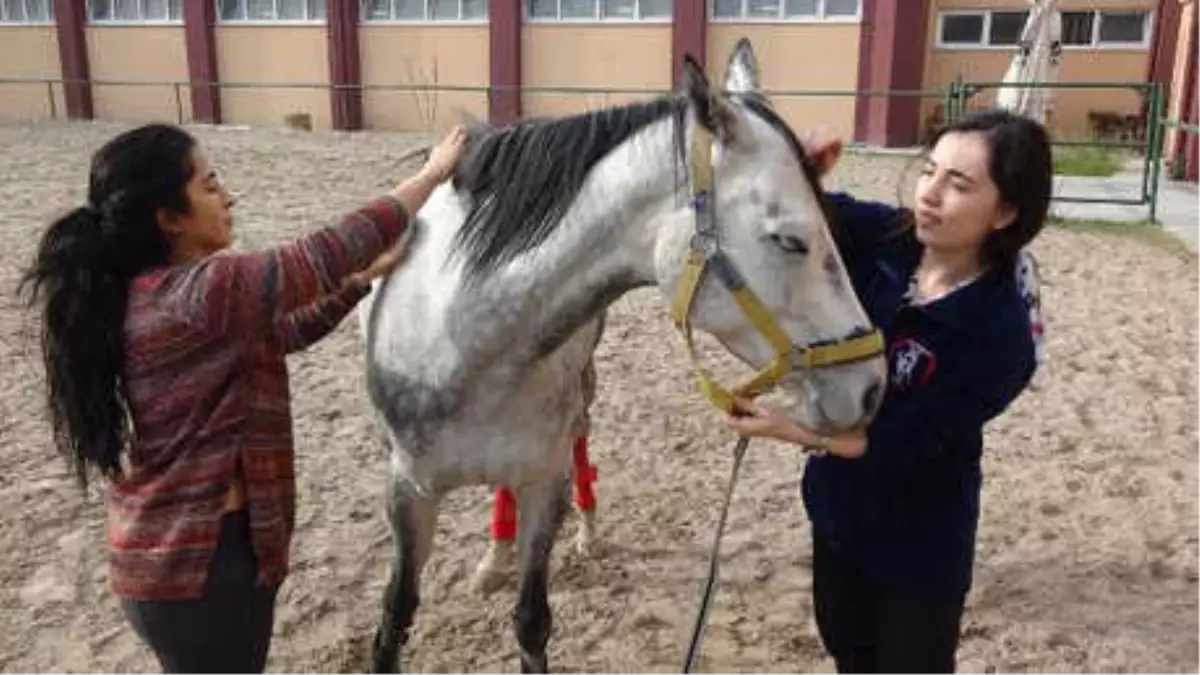 Üniversitelinin Yanı Sıra İsteyene Binicilik Dersi