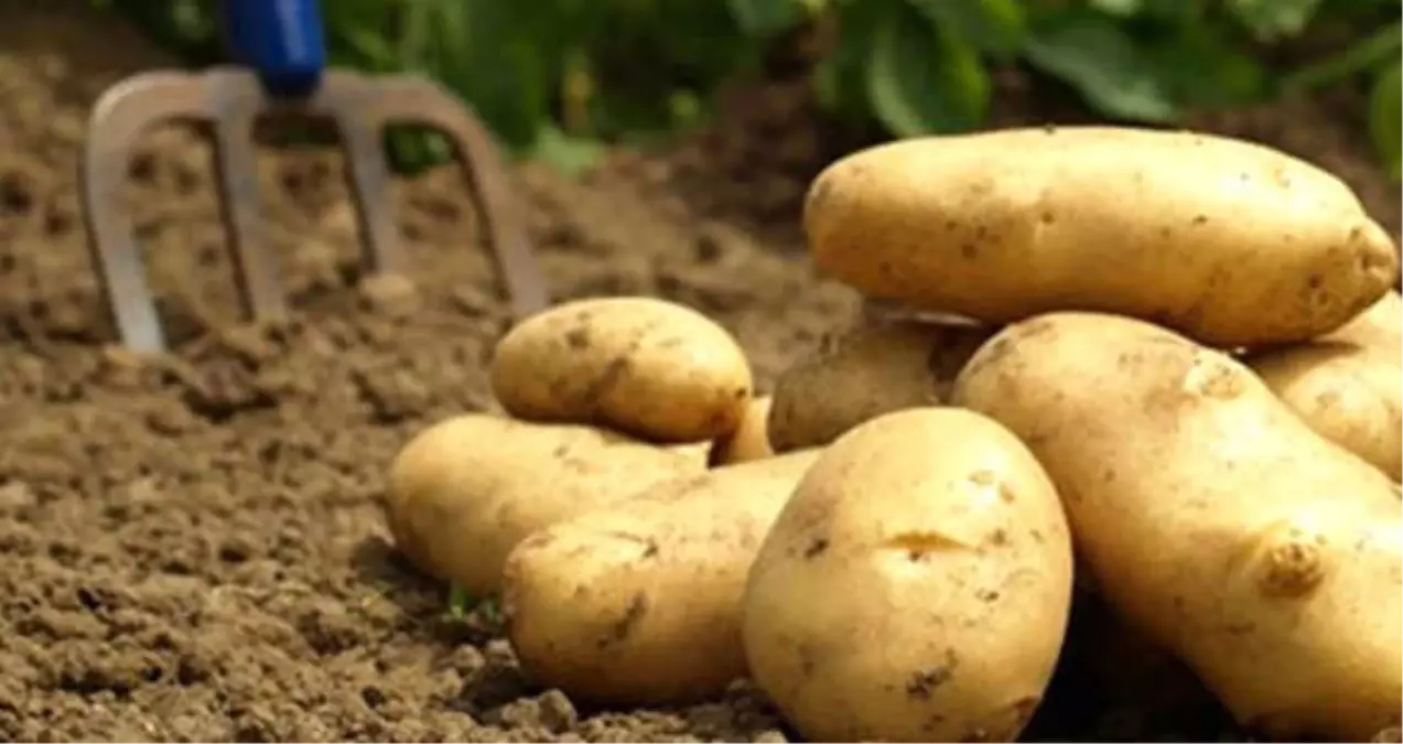 Hükümet Yükselen Patates Fiyatlarını Düşürmek İçin Harekete Geçti
